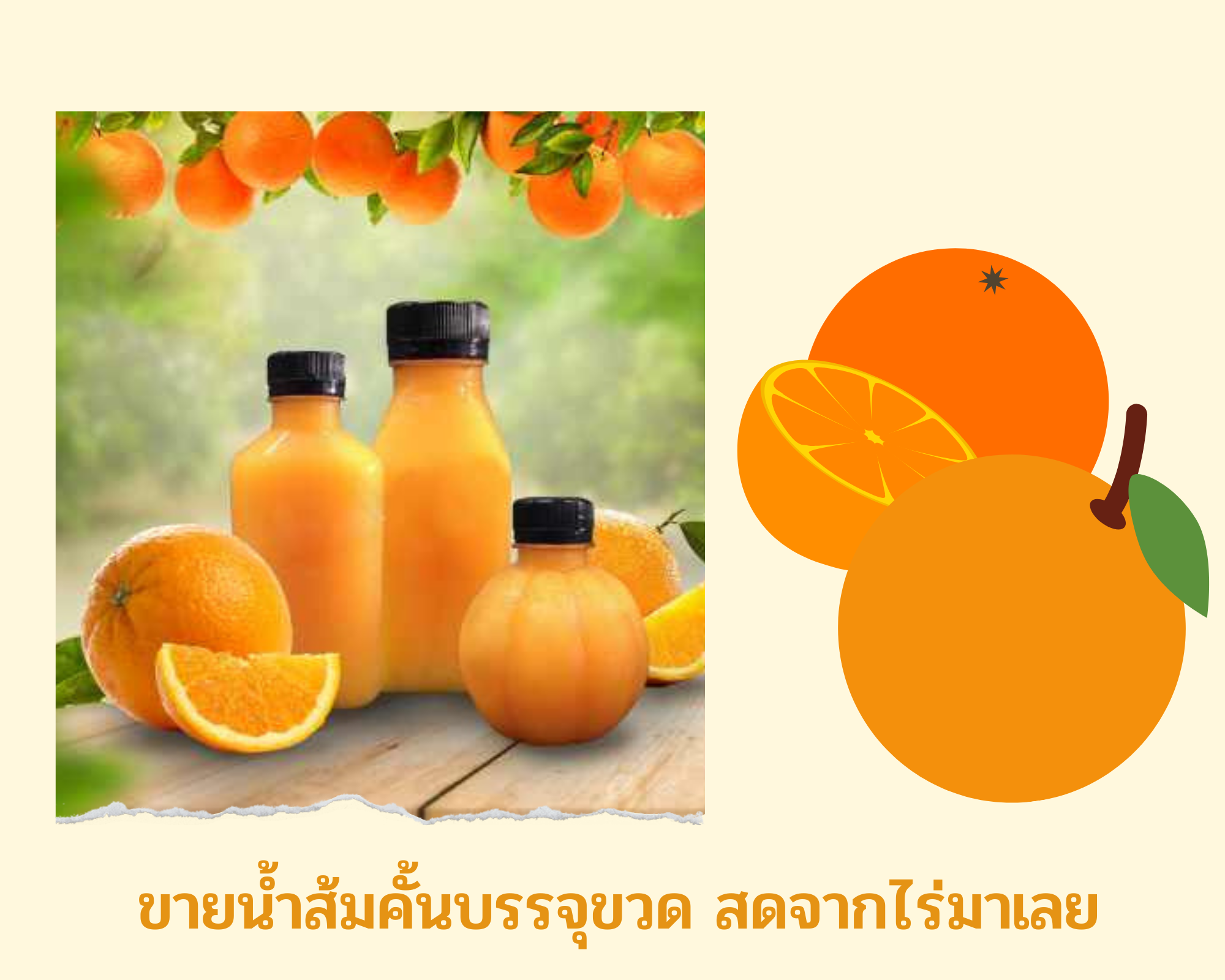ขาย น้ำส้มคั้น บรรจุขวด สดจากไร่ มาเลย เราคุ้นเคยกันมานาน กับน้ำส้มคั้นสด
